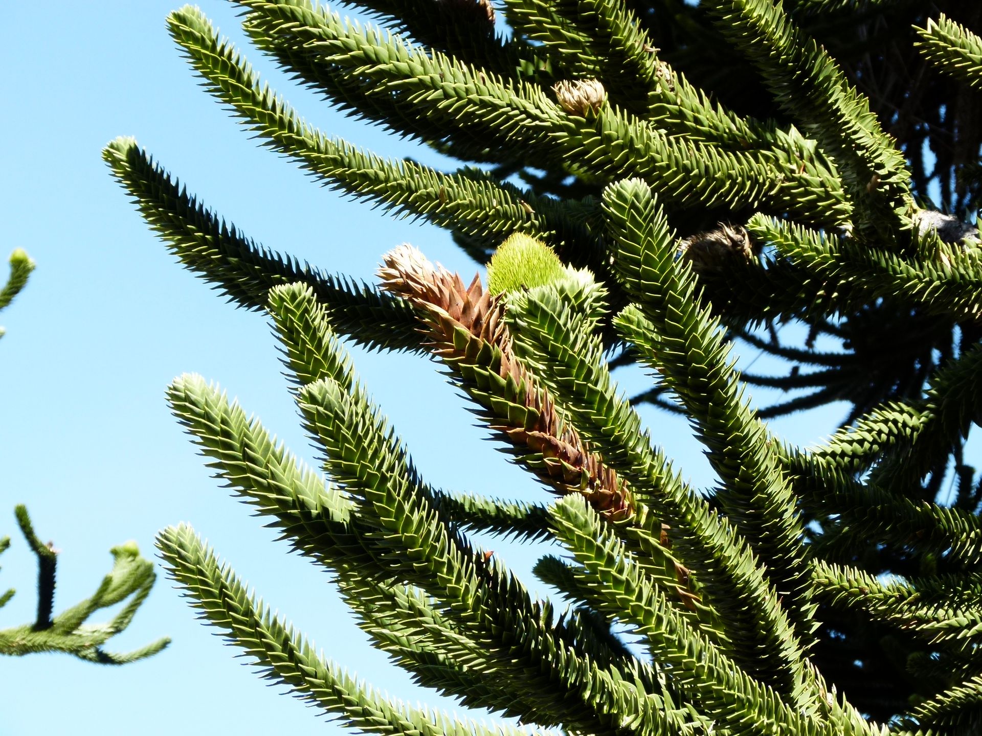 Представитель Семейства Uleiellaceae